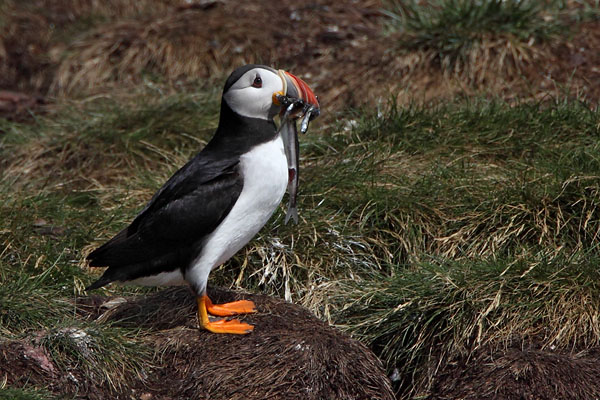 Atlantic Puffin © Russ Chantler